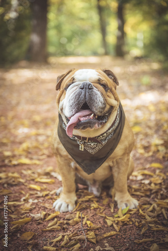 Fashionable English bulldog posing in the wood,selective focus