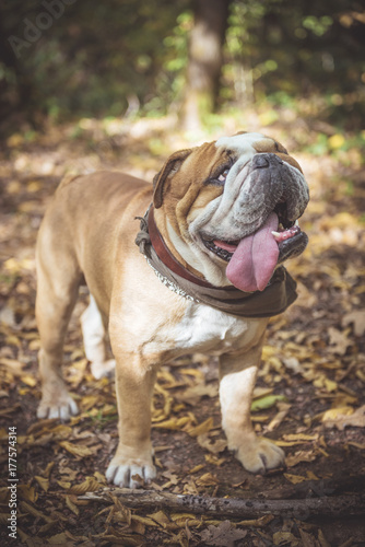 Cute English bulldog in the park at Autumn time