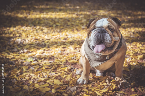 Fototapeta Naklejka Na Ścianę i Meble -  Fashionable English bulldog posing in the wood,selective focus and empty space