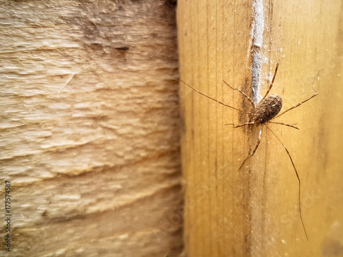 Harvestman Arachnid with Long Legs on Wooden Timber-Frame of Building Construction Site