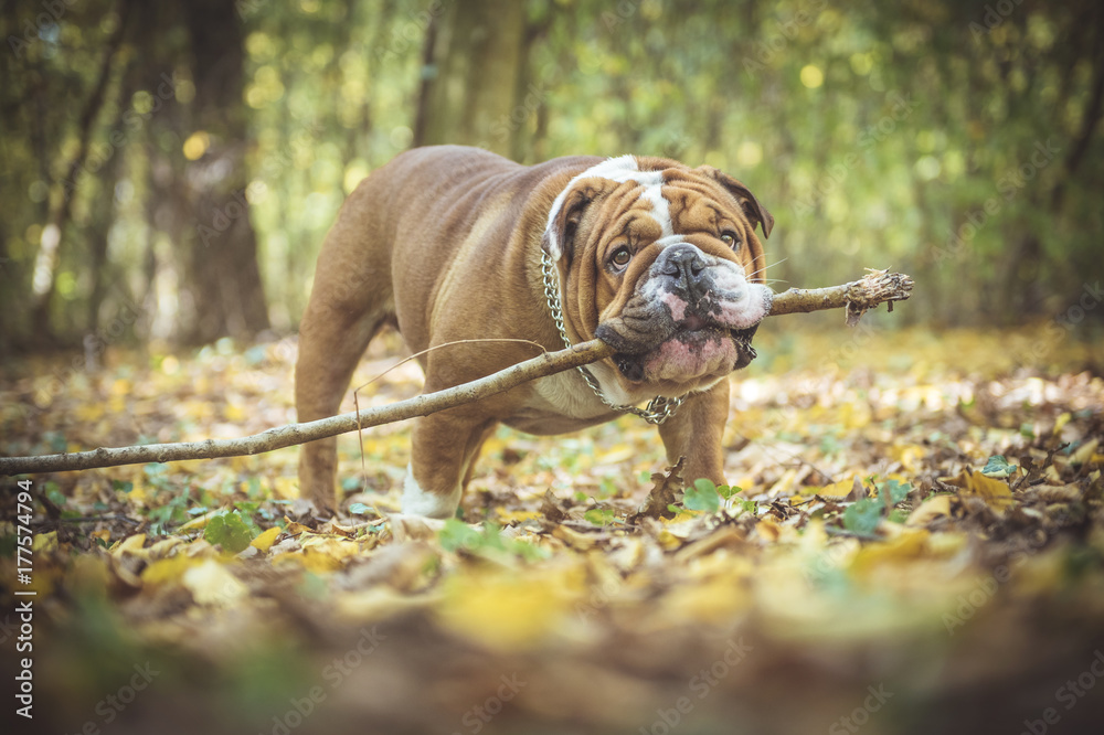 Inglês Bulldog Playing With Stick Foto Royalty Free, Gravuras, Imagens e  Banco de fotografias. Image 55268005
