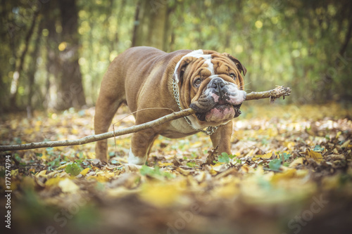 Big English bulldog holding wooden stick in his mouth