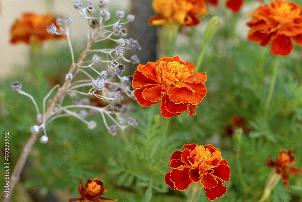 Flowers. Flowers.