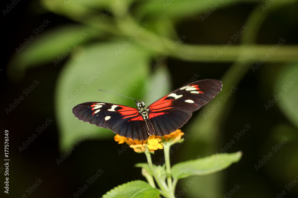 Fototapeta premium Passionsblumenfalter, Heliconius-erato