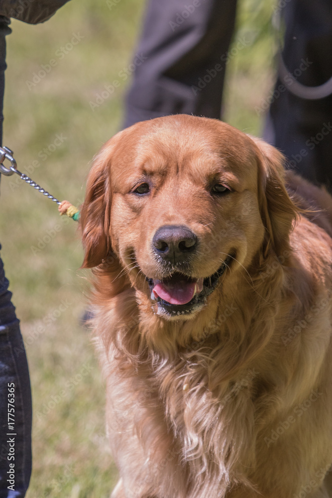 Obraz premium Golden retrievers report dog