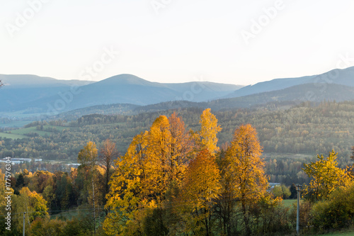 Summer landscape of young green forest