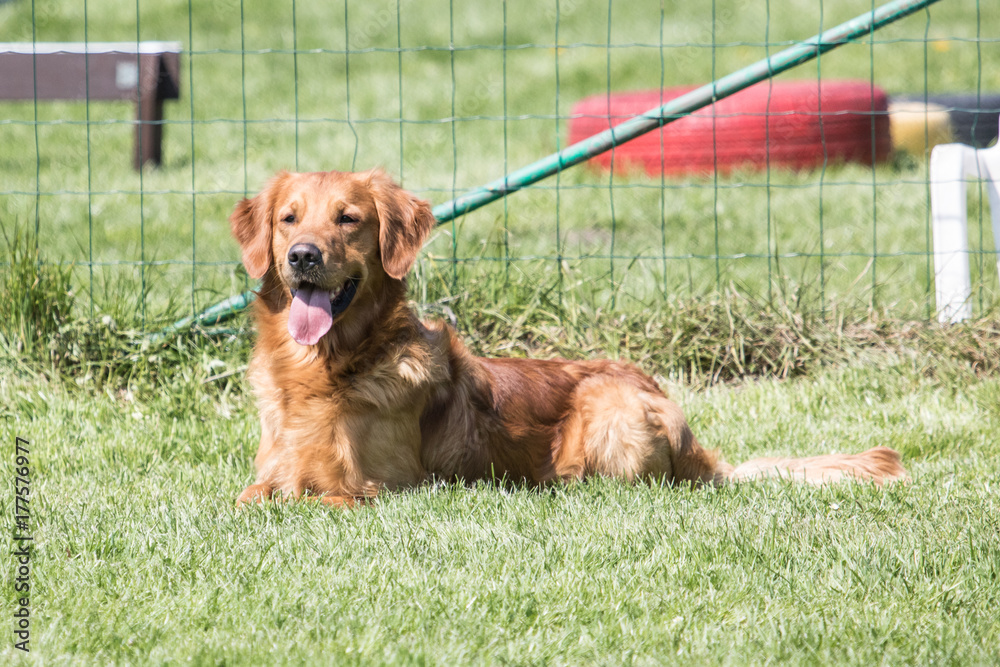 Golden retrievers   report dog