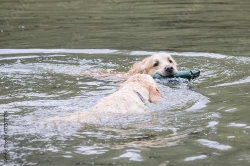 Golden retrievers   report dog © Eric