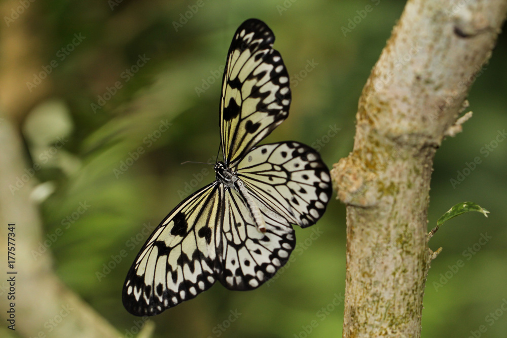 Fototapeta premium Idea leuconoe, Weisse Baumnymphe, Asien, Schmetterling