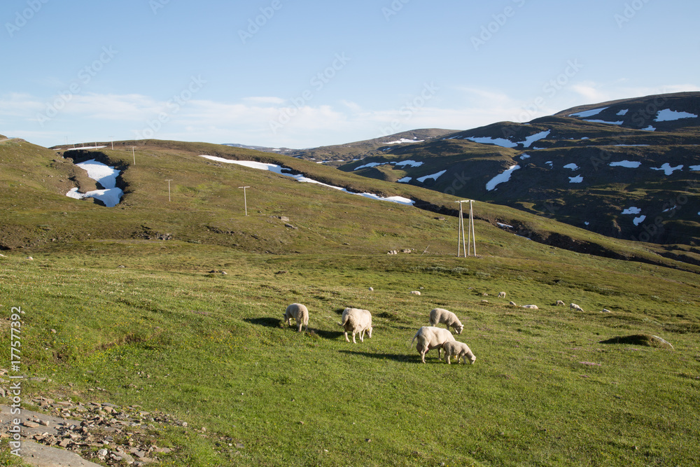 Sheep group on a field in Norway, Kåfjorddalen