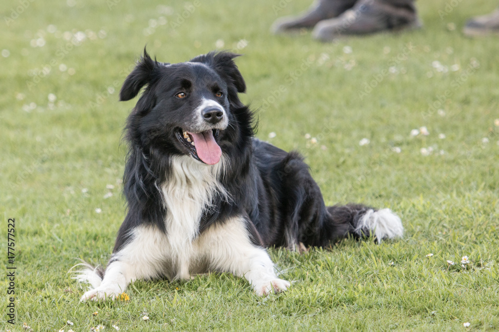 Fototapeta premium Border collie