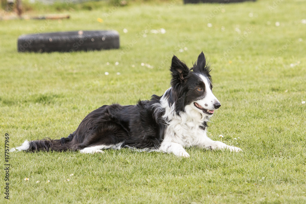 Bordie collie