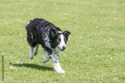 Bordie collie