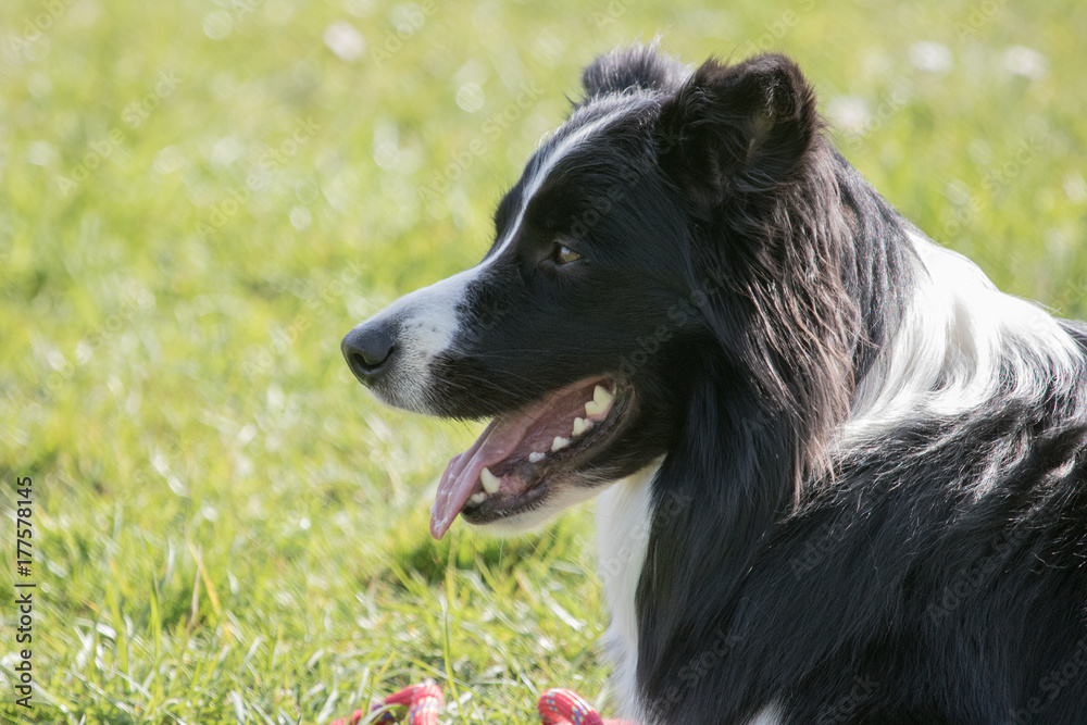 Fototapeta premium Bordie collie