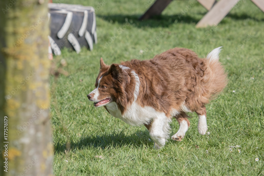 Bordie collie