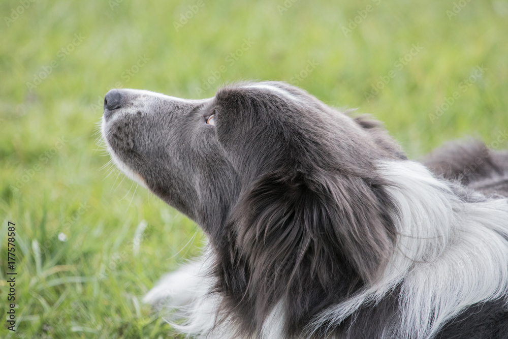 Bordie collie Bordie collie