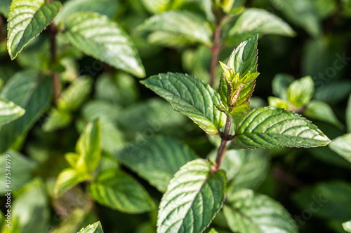 Valokuva macro of bud of mint with leaves background