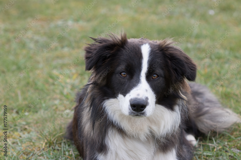 Bordie collie