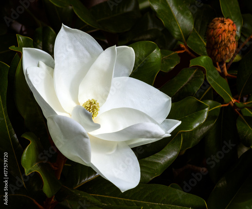 magnolia flower and seed pod against a dark green background