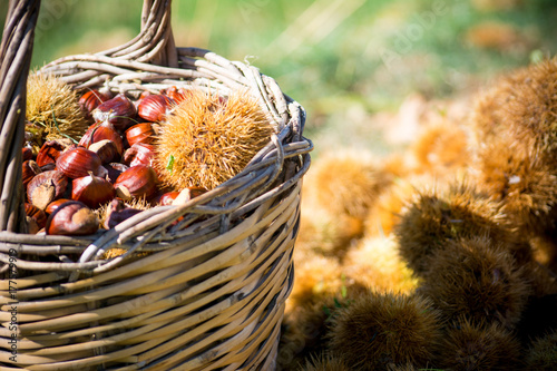 a wooden basket full of chestnuts during the harvest