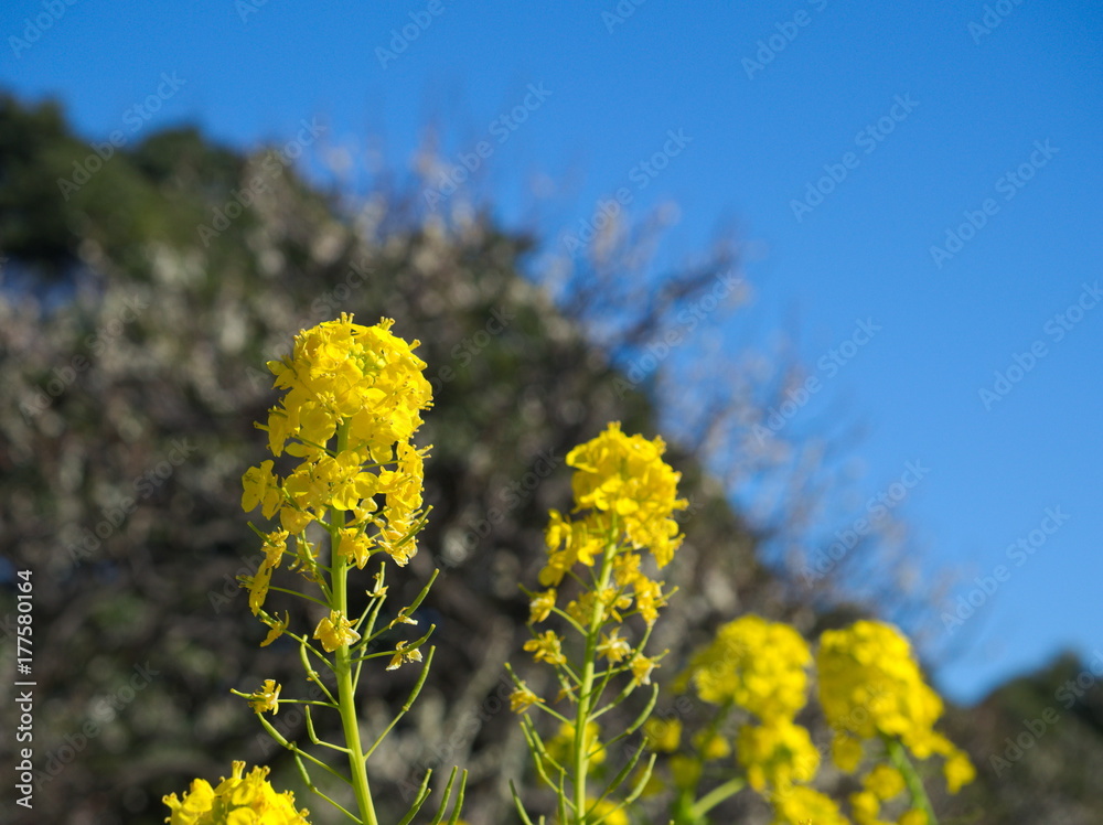 Fototapeta premium park