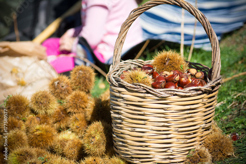 a wooden basket full of chestnuts during the harvest