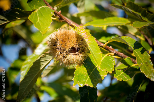 chestnut tree in the mountains on blur background