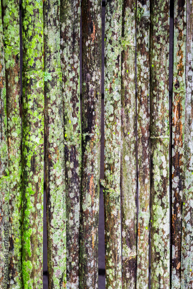 Fototapeta premium Grunge bamboo wall with green-white mold texture and background