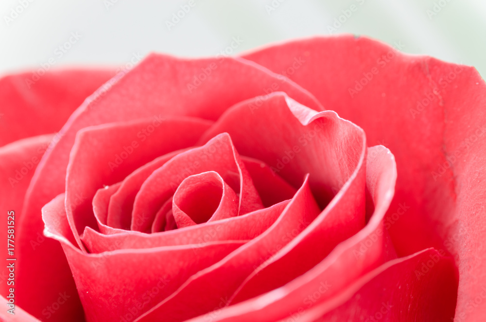 Red rose macro detail texture Red rose macro detail texture