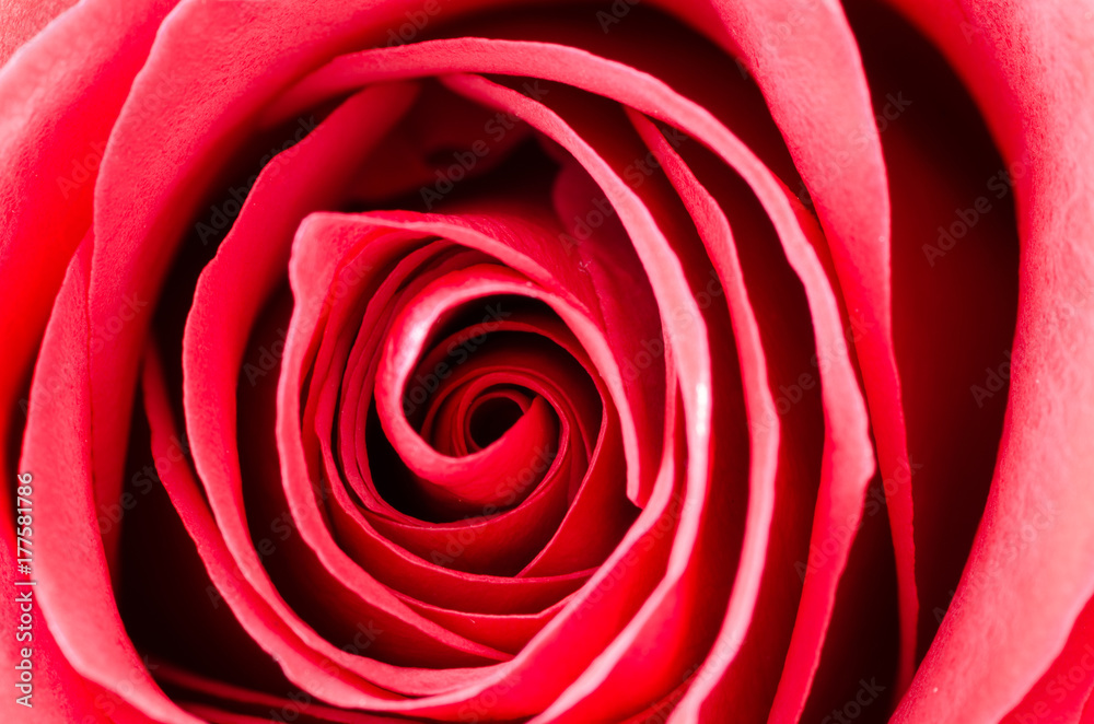 Red rose macro detail texture Red rose macro detail texture