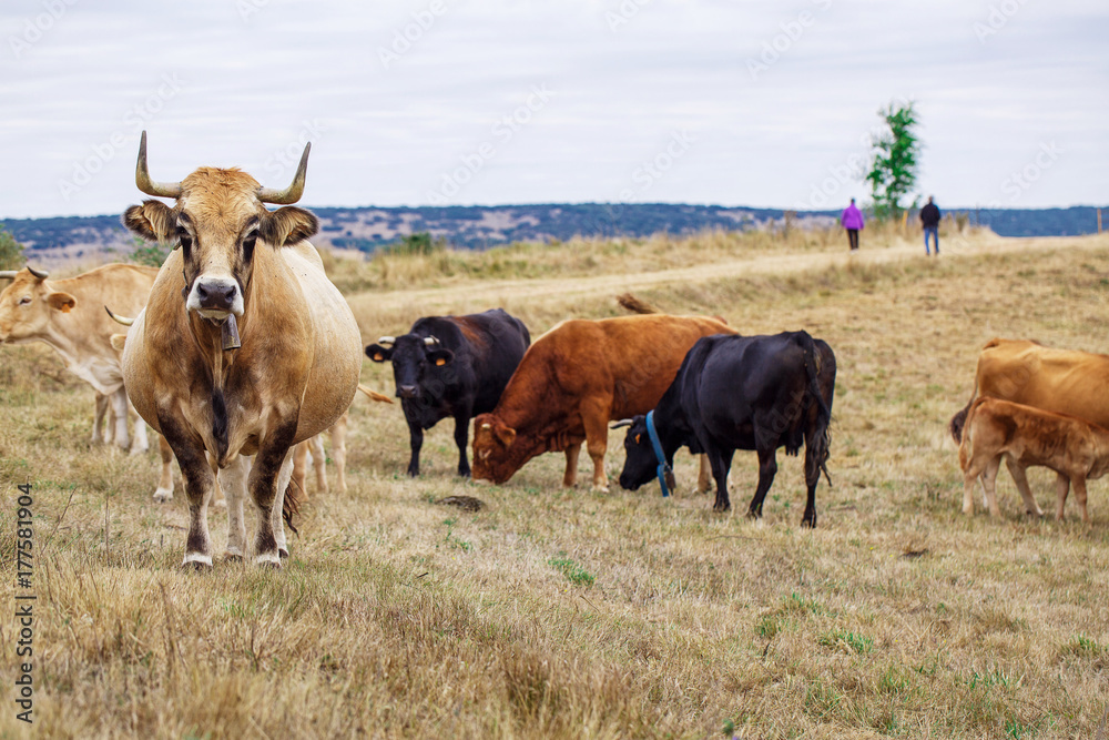 Cow on a field Cow on a field
