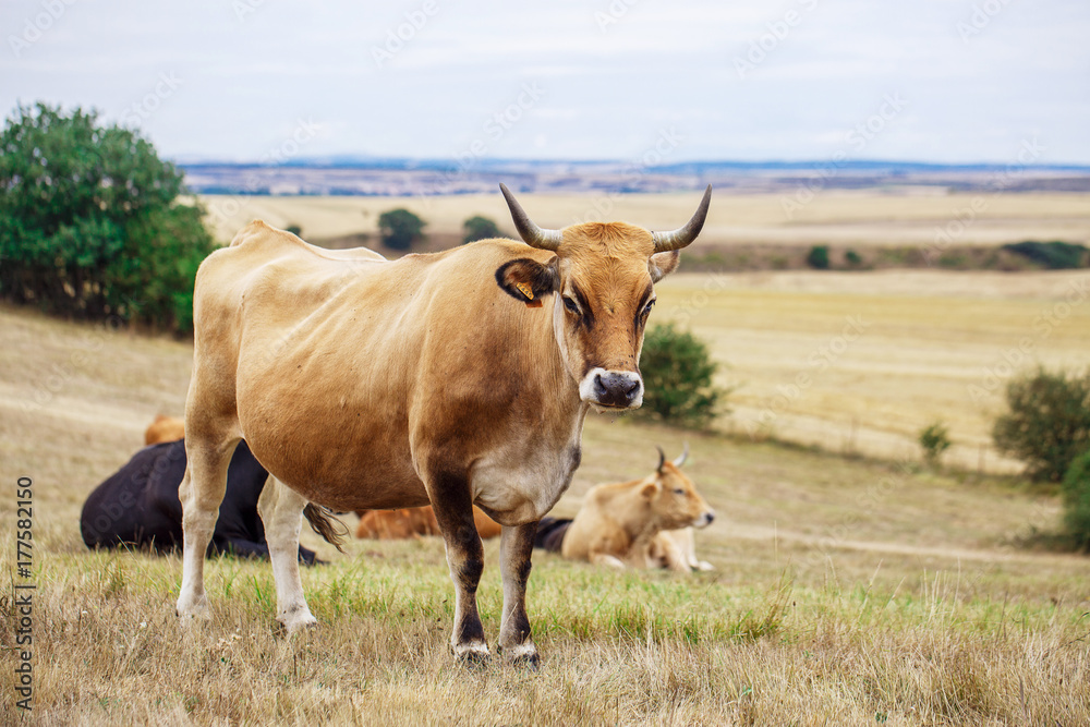 Cow on a field