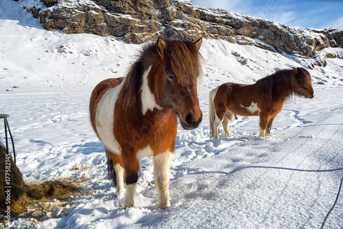 Two beautiful icelandic horses in winter, Iceland
