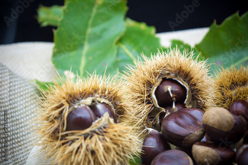 group of hedgehogs and chestnuts