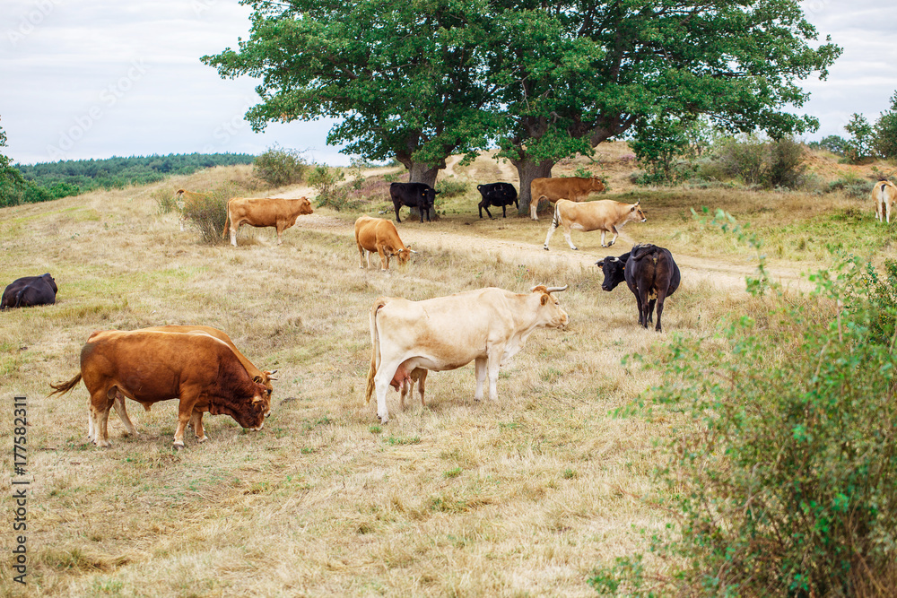 Fototapeta premium Cow on a field