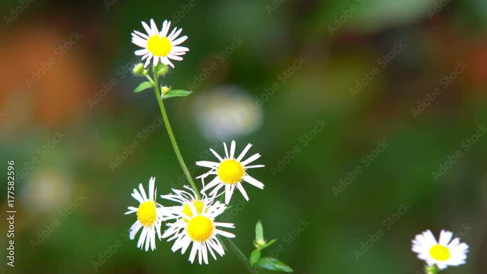 Flowers Red Daisies Nature of summer, flower field, wild flower meadow, Wild flowers of camomile close-up. Video for background, nature Flowers Red Daisies Nature of summer, flower field, wild flower meadow, Wild flowers of camomile close-up. Video for background, nature