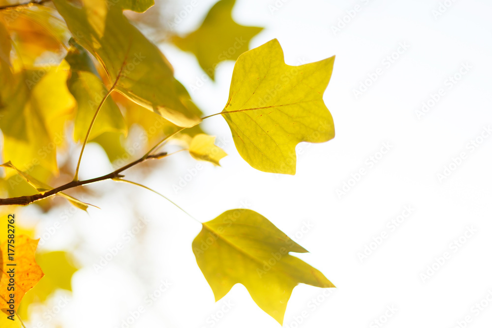 Fototapeta premium Tulip tree leaves background. Autumn concept