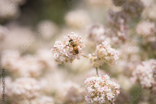 Bee on pink and white flowering plant.