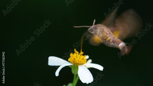 Close up Moth in slow motion