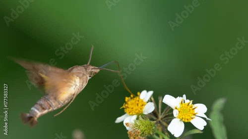 Close up Moth in slow motion