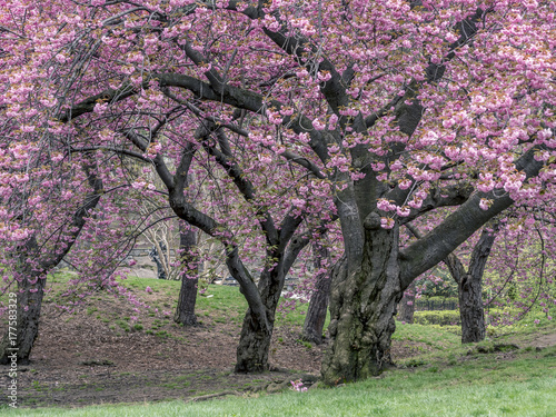 Central Park  New York City spring