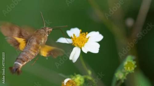 Close up Moth in slow motion