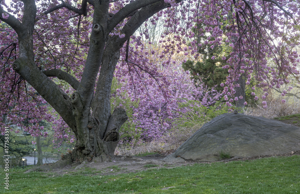 Central Park, New York City spring Central Park, New York City spring