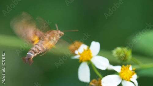 Close up Moth in slow motion