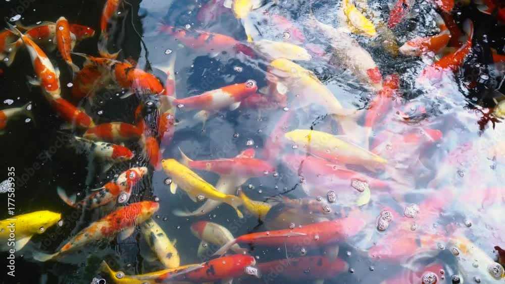 Hand feeding Koi fish,Fancy carp with Colorful in the pond swimming in 4K (UHD) Hand feeding Koi fish,Fancy carp with Colorful in the pond swimming in 4K (UHD)