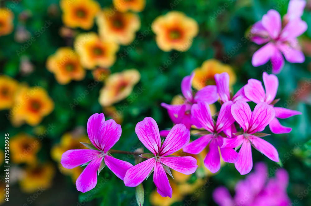 Orange and violet flower on garden