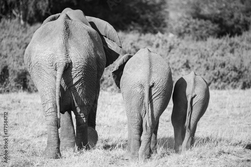 family of elephants in Masai Mara Kenya © robcartorres