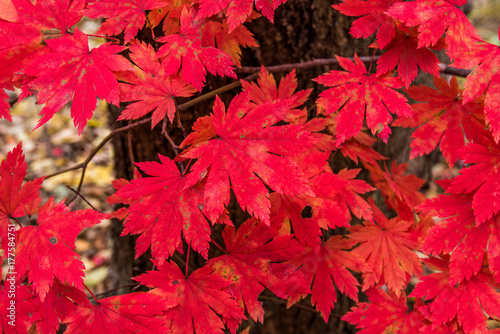 Red maple leaves. Background.