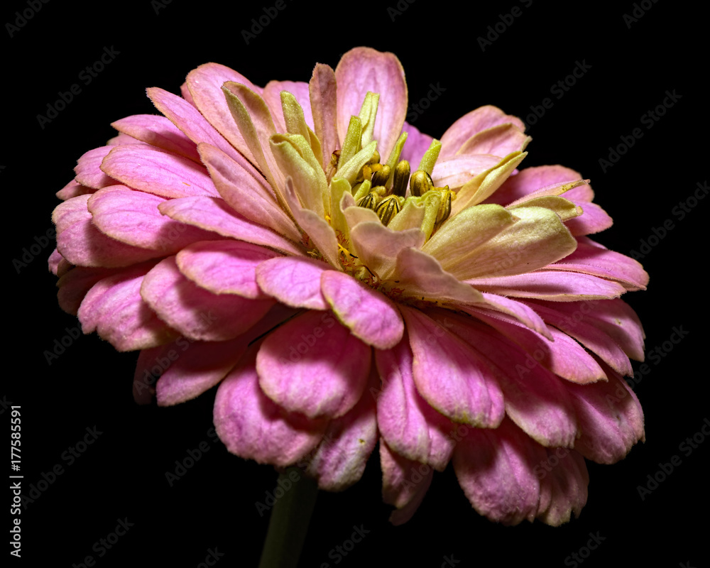 Obraz premium Single Pink Zinnia 1009