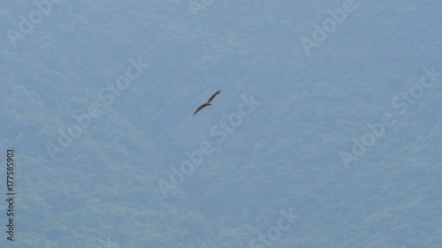 Slow motion of falcon Flying Over The Sky